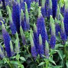 50 PCS Seeds Blue Spiked Speedwell Veronica Spicata, Perennial Rockery Flowerst