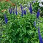 50 PCS Seeds Blue Spiked Speedwell Veronica Spicata, Perennial Rockery Flowerst