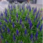 50 PCS Seeds Blue Spiked Speedwell Veronica Spicata, Perennial Rockery Flowerst