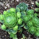 2000 PCS Seeds Blue Spring Grass Rare Succulents Plant Funny
