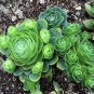 2000 PCS Seeds Blue Spring Grass Rare Succulents Plant Funny