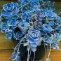 2000 PCS Seeds Blue Spring Grass Rare Succulents Plant Funny