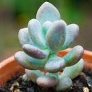 200 PCS Seeds Blue Spring Grass Rare Succulents Plant Funny