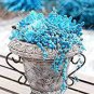 200 PCS Seeds Blue Spring Grass Rare Succulents Plant Funny