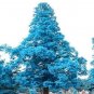 100 PCS Seeds Blue Spruce Tree Seeds Picea Tree