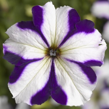 200 PCS Seeds Blue Star White Stripe Express Petunia