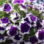 200 PCS Seeds Blue Star White Stripe Express Petunia