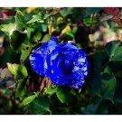 380 PCS Seeds BLUE STRIPE ROSE RARE ROSE ROSE BUSH BLUE WHITE DRAGON 380 PCS Seeds BLUE STRIPE ROSE RARE ROSE ROSE BUSH BLUE WHITE DRAGON