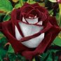 500 PCS Seeds BLUE STRIPE ROSE RARE ROSE ROSE BUSH BLUE WHITE DRAGON