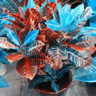 100 PCS Seeds Blue Variegated Leaf Croton Mixed Colorful Ornamenta 100 PCS Seeds Blue Variegated Leaf Croton Mixed Colorful Ornamenta