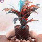 100 PCS Seeds Blue Variegated Leaf Croton Mixed Colorful Ornamenta