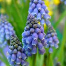 100 PCS Seeds Blue Violet Purple Grape Hyacinth flower