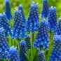 100 PCS Seeds Blue Violet Purple Grape Hyacinth flower
