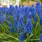 100 PCS Seeds Blue Violet Purple Grape Hyacinth flower