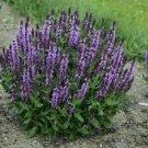 30 PCS Seeds Blue Woodland Sage Perennial Flower