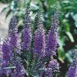 30 PCS Seeds Blue Woodland Sage Perennial Flower