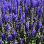 30 PCS Seeds Blue Woodland Sage Perennial Flower