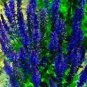 30 PCS Seeds Blue Woodland Sage Perennial Flower