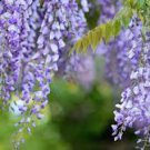 5 PCS Seeds Blue Yard Chinese Wisteria Climbing Plants, purple floribunda 5 PCS Seeds Blue Yard Chinese Wisteria Climbing Plants, purple floribunda