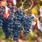 100 PCS Seeds Bluebell Blue Juice Grape