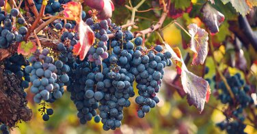 100 PCS Seeds Bluebell Blue Juice Grape