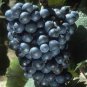100 PCS Seeds Bluebell Blue Juice Grape