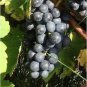 100 PCS Seeds Bluebell Blue Juice Grape