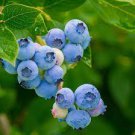 50 PCS Seeds Blueberry Bush Vaccinium Corymbosum 50 PCS Seeds Blueberry Bush Vaccinium Corymbosum