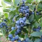 50 PCS Seeds Blueberry Bush Vaccinium Corymbosum