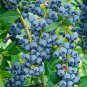 50 PCS Seeds Blueberry Bush Vaccinium Corymbosum