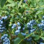 50 PCS Seeds Blueberry Bush Vaccinium Corymbosum