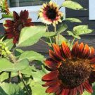 15 PCS Seeds Bohemian Phapsody F1 Sunflower