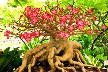 2 PCS Seeds Boisterous Elation Adenium Bonsai Desert Rose