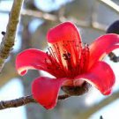 30 PCS Seeds Bombax ceiba Seeds Cotten Tree Red Silk-cotton Tree 30 PCS Seeds Bombax ceiba Seeds Cotten Tree Red Silk-cotton Tree