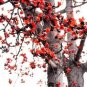 30 PCS Seeds Bombax ceiba Seeds Cotten Tree Red Silk-cotton Tree