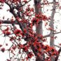 30 PCS Seeds Bombax ceiba Seeds Cotten Tree Red Silk-cotton Tree
