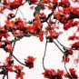 30 PCS Seeds Bombax ceiba Seeds Cotten Tree Red Silk-cotton Tree