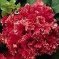 200 PCS Seeds Bonanza Double Plicated Petunia Mixed