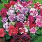 200 PCS Seeds Bonanza Double Plicated Petunia Mixed