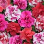 200 PCS Seeds Bonanza Double Plicated Petunia Mixed