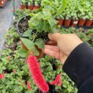 100 PCS Seeds Bonsai Acalypha Hispida Chenille Plant