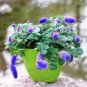 100 PCS Seeds Bonsai Acalypha Hispida Chenille Plant