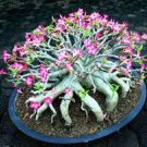 100 PCS Seeds Bonsai Adenium Mixed 16 Colors Big Blooms Flowers 100 PCS Seeds Bonsai Adenium Mixed 16 Colors Big Blooms Flowers