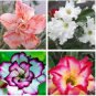 100 PCS Seeds Bonsai Adenium Mixed 16 Colors Big Blooms Flowers