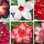 100 PCS Seeds Bonsai Adenium Mixed 16 Colors Big Blooms Flowers