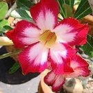 100 PCS Seeds Bonsai Adenium Mixed 36 Colors Colorful Flowers