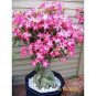 100 PCS Seeds Bonsai Adenium Mixed 36 Colors Colorful Flowers