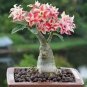 100 PCS Seeds Bonsai Adenium Mixed 36 Colors Colorful Flowers