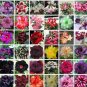 100 PCS Seeds Bonsai Adenium Mixed 36 Colors Colorful Flowers