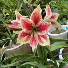 100 PCS Seeds Bonsai Amaryllis Barbados Lily DIY Home Garden Lily Potted Bonsai 100 PCS Seeds Bonsai Amaryllis Barbados Lily DIY Home Garden Lily Potted Bonsai
